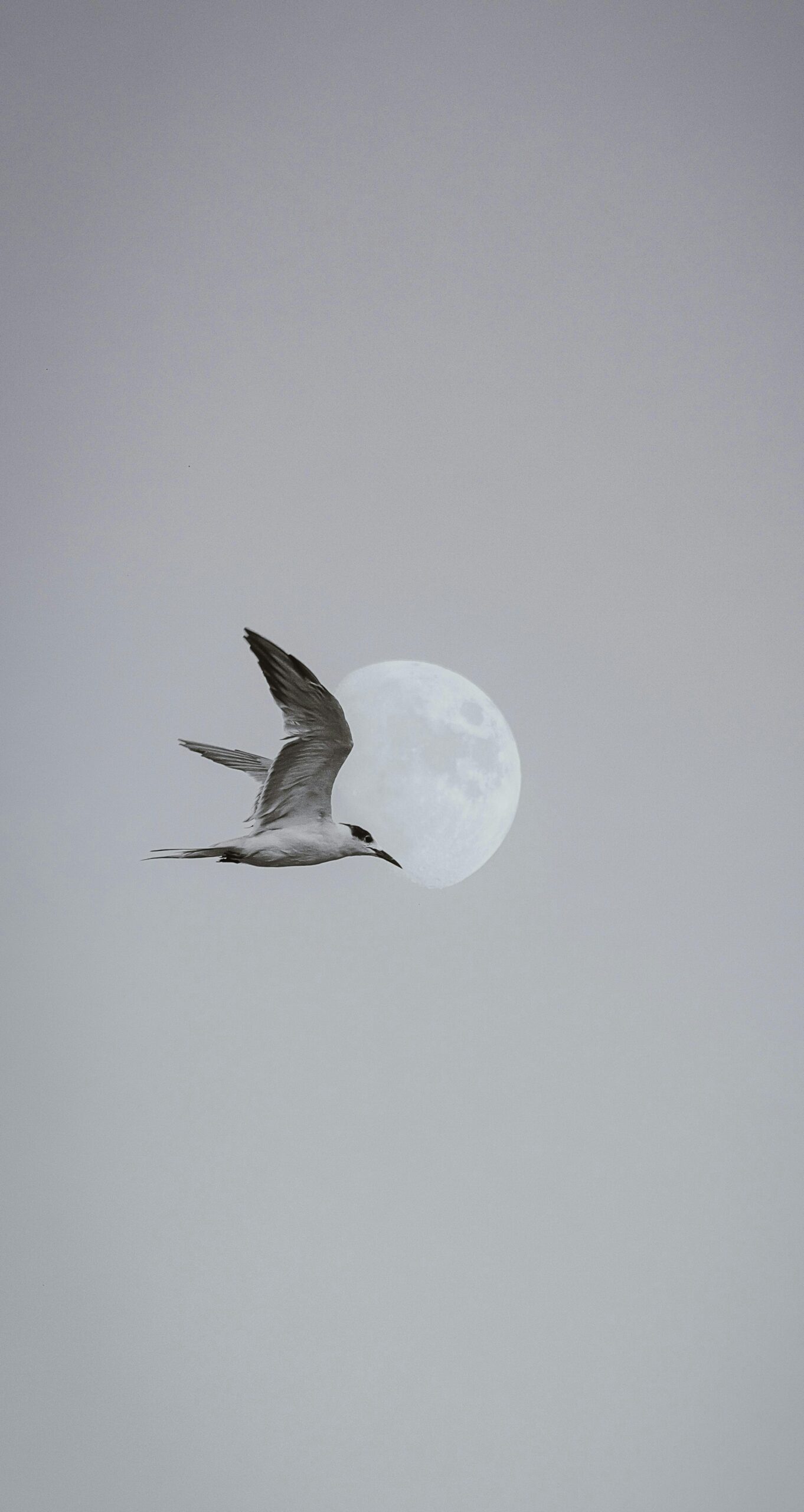 pexels-byaghooti-9578235